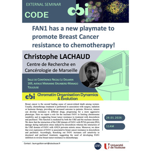 Illustration Christophe LACHAUD - FAN1 has a new playmate to promote Breast Cancer resistance to chemotherapy!