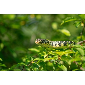 Illustration Ciné-causerie : des serpents dans nos têtes