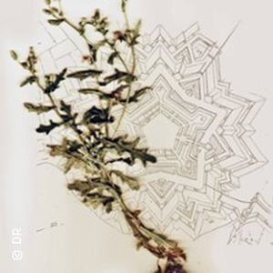 Illustration Citadelle