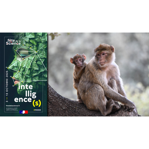 Illustration Conférence : Comprendre le comportement du singe Magot pour mieux le conserver