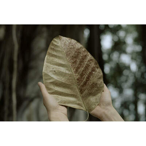 Illustration Constellations photographiques