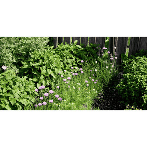 Illustration Création d'un jardin aromatique