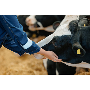 Illustration De la peste noire au COVID-19 : l’essor des maladies venues des animaux