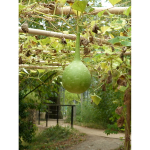 Illustration Déambulation ethnobotanique