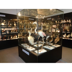 Illustration Découverte des collections d'oiseaux du naturaliste vicomtais Charles Payraudeau