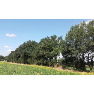 Illustration Démonstration de taille des jeunes haies bocagères (49)