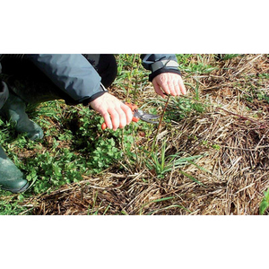 Illustration Démonstration de taille et entretien de haies champêtres et arbres