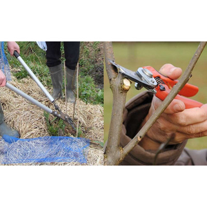 Illustration Démonstrations de taille de formation des haies et agroforesteries (44)