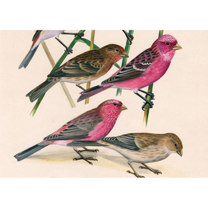 Illustration Dessins d'oiseaux, le trait talentueux d'Hermann Heinzel (aux Jardins du Muséum à Borderouge)
