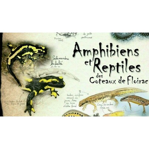 Illustration Drôle de Grenouilles !