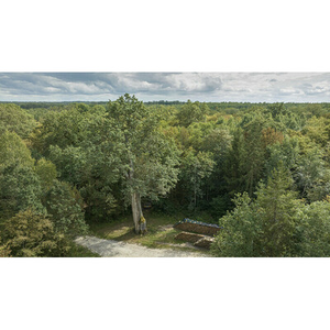 Illustration Escapades : Randonnée au cœur de la forêt du Val à la découverte du gros chêne