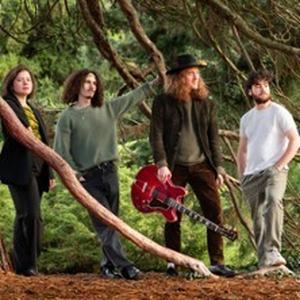 Illustration Evergreen