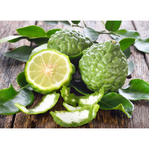 Illustration Exploration botanique et sensorielle des agrumes