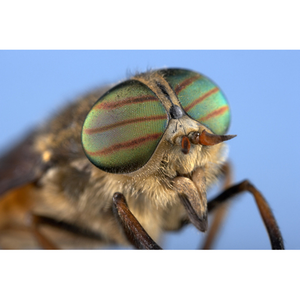 Illustration Exposition : Mon petit Muséum "L'entomologie tirée à 4 épingles"
