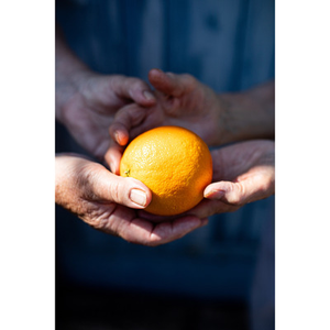 Illustration Exposition | Transbordeuses