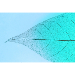 Illustration Fête de la Science - La vigne : interroger l’intelligence d’une plante ?