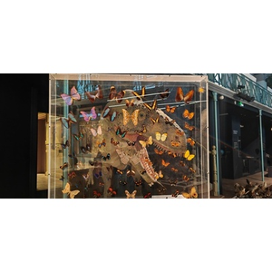 Illustration Fives / Atelier - Crée ton portrait de dino !