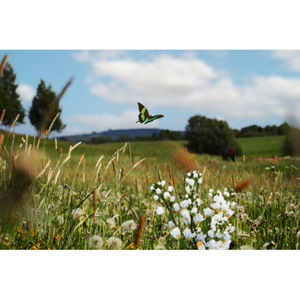 Illustration Formation botanique : connaissance des végétaux et de leurs liens avec les animaux