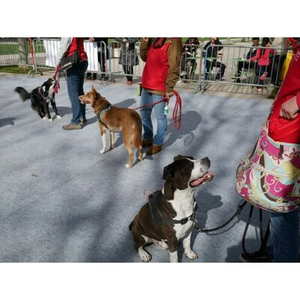 Illustration Forum : Toutou pour tout