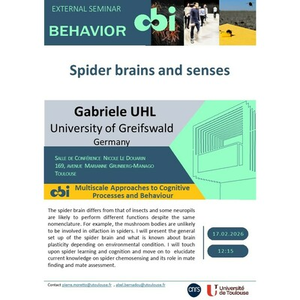 Illustration Gabriele UHL - Spider brains and senses