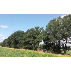 Illustration Gestion de la haie bocagère (49)