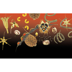 Illustration Graines, voyageuses au long cours - Exposition photographique du Muséum