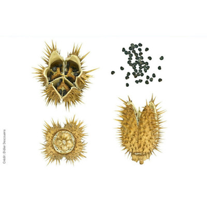 Illustration Graines, voyageuses au long cours - Exposition photographique du Muséum