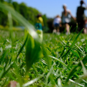 Pelouse parc tête d'or