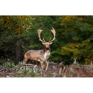 Illustration Grands Mammifères : Bilan d’une extinction de masse