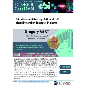Illustration Gregory VERT - Ubiquitin-mediated regulation of cell signaling and endocytosis in plant