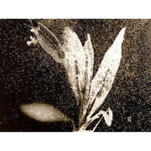 Illustration Imaginaire végétal, à quoi rêvent les plantes ?