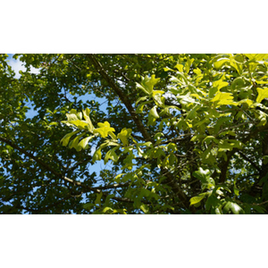 Illustration Initiation au bain de forêt