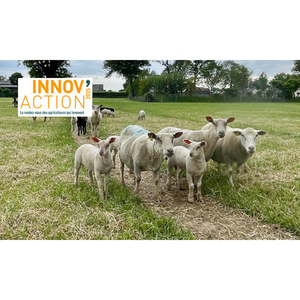 Illustration Innov'action - Journée régionale ovine 2025 (44)