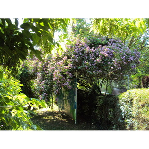 Illustration jardin d'artiste