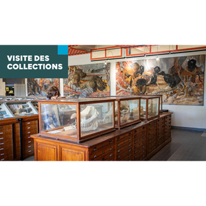 Illustration Journée Européenne du Patrimoine