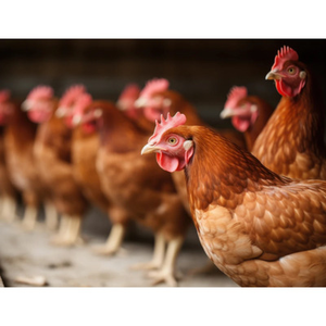 Illustration L'odyssée de la poule, de l'oiseau exotique au fast-food