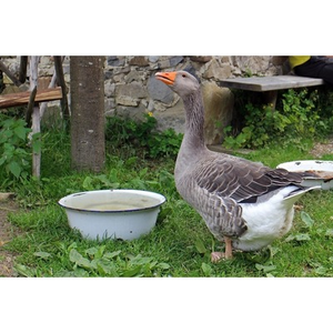 Illustration La basse-cour fait son show : zoom sur les oies et les canards