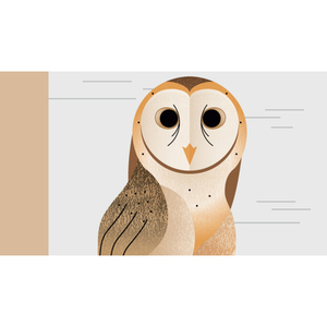 Illustration La Chouette Ambassadrice / Le MHN fait le Mur !