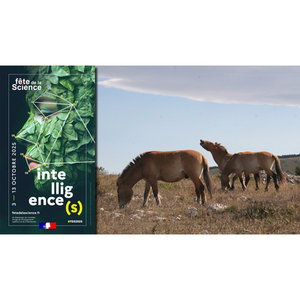 Illustration La cognition et les émotions des équidés : ca ne se trouve pas sous les sabots d'un cheval !