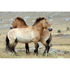 Illustration La conquête du cheval, une histoire génétique et des découvertes majeures