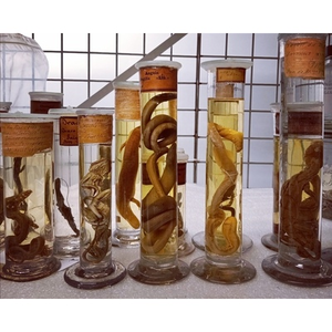 Illustration La diaphanisation : art et sciences en symbiose