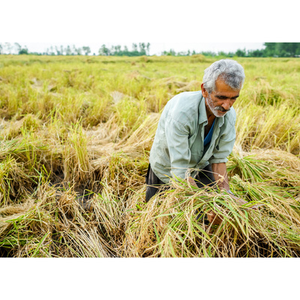 Illustration La domestication des plantes : un processus qui changea l’humanité