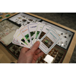 Illustration La Fabrique du Sud / Le jeu de 7 familles des insectes