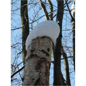Illustration La forêt en hiver : arbres et thérapie