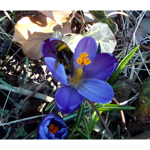 Illustration La nature s’éveille