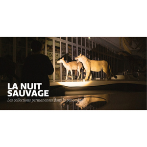 Illustration La nuit sauvage - Visite des collections permanentes dans la pénombre