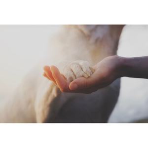 Illustration Langages et communications entre l'humain et l'animal