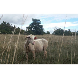 Illustration Larzac ! - Philippe Durand