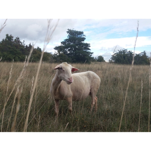 Illustration Larzac !