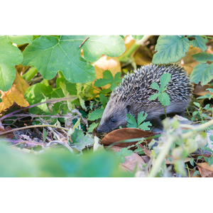 Illustration Le Hérisson : connaître et protéger le meilleur ami de nos jardins